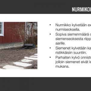Nurmikko-07.jpg